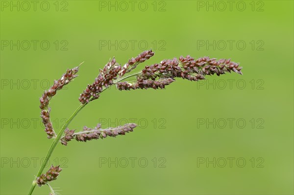 Cockspur or Barnyard Millet (Echinochloa crus-galli)