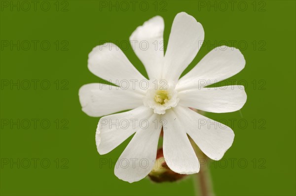 White Campion or Bladder Campion (Silene latifolia