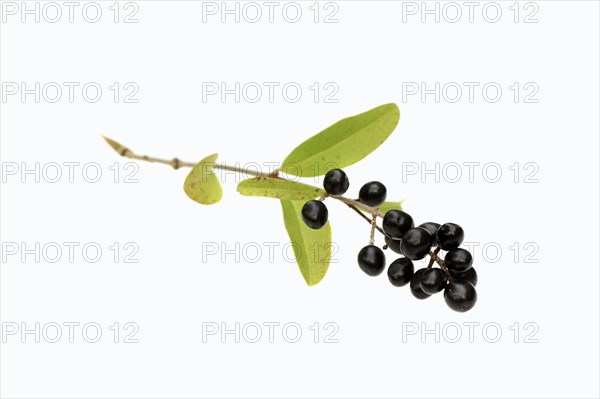 Wild Privet