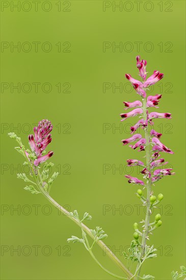 Common Fumitory or Earth Smoke (Fumaria officinalis)