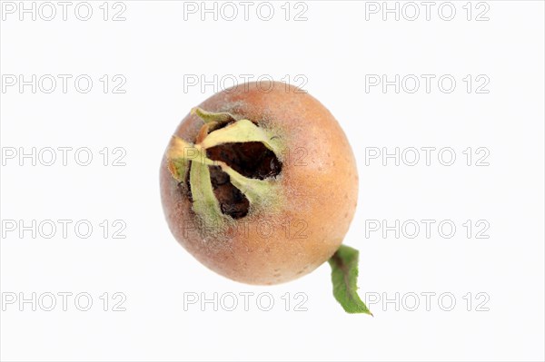 Common Medlar (Mespilus germanica)