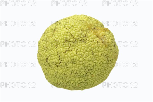 Osage Orange