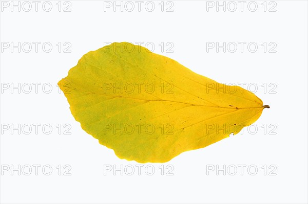 Parrotia (Parrotia persica) leaf