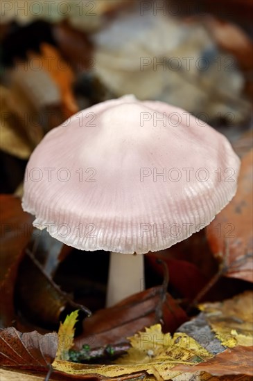 Lilac Bonnet  (Mycena pura)