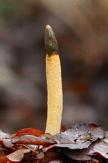 Dog Stinkhorn (Mutinus caninus)