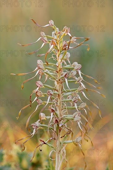 Lizard Orchid (Himantoglossum hircinum