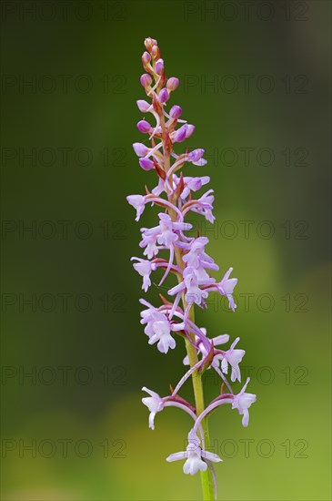 Fragrant Orchid (Gymnadenia conopsea)