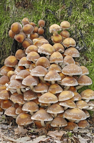 Brick Cap or Brick Tuft Mushroom (Hypholoma sublateritium)