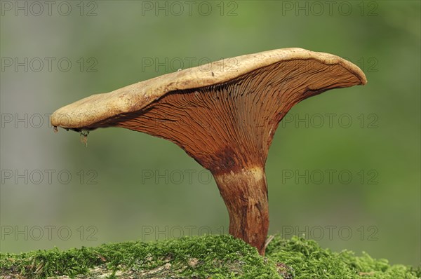 Brown Roll-rim or Poison Pax (Paxillus involutus)