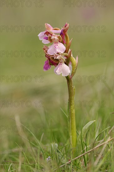 Green-winged Orchid or Green-veined Orchid (Orchis morio