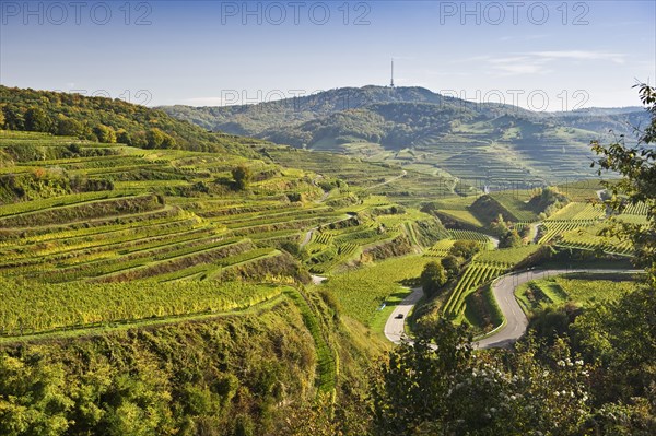 Vineyards near Oberbergen