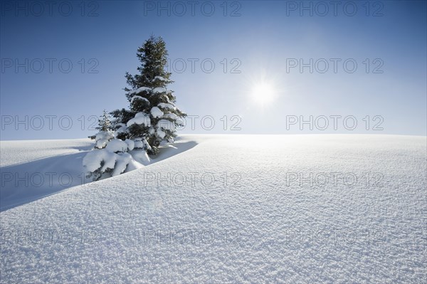 Snow-covered fir tree with powder snow and the sun