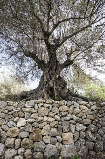 Ancient Olive Trees (Olea europaea)