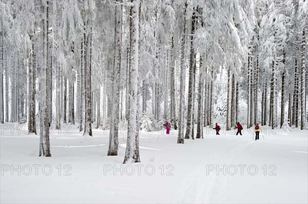 Snow-covered forest with cross-country skiers