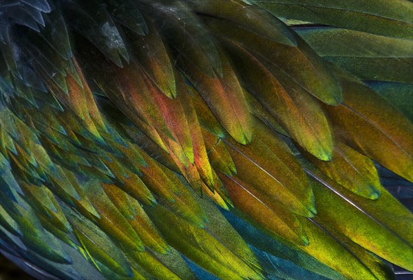 Feather detail of a Nicobar Pigeon (Caloenas nicobarica)