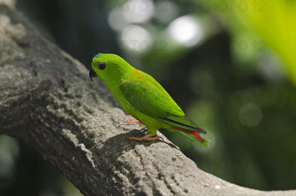 Blue-crowned Hanging Parrot (Loriculus galgulus)