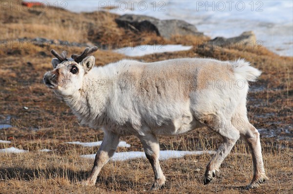 Svalbard Reindeer (Rangifer tarandus platyrhynchus)