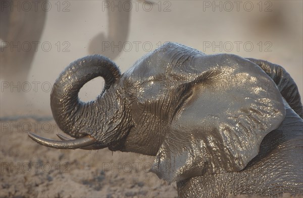 African Bush Elephant (Loxodonta africana) taking a mud bath