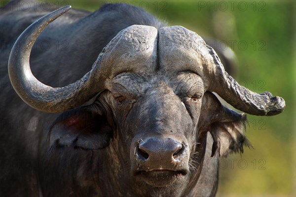 Cape Buffalo (Syncerus caffer)