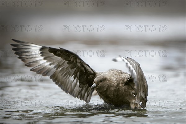 Brown Skua or Subantarctic Skua (Stercorarius antarcticus) bathing in puddle