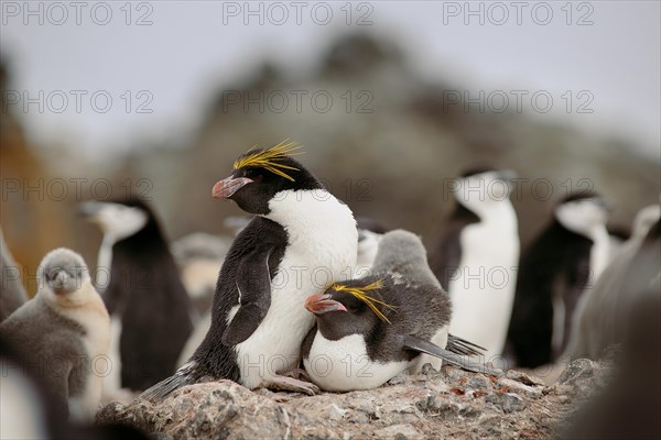 Macaroni Penguins (Eudyptes chrysolophus)