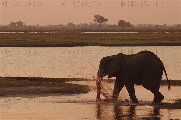 African Bush Elephant (Loxodonta africana)