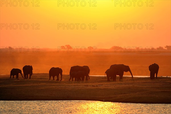 African Bush Elephants (Loxodonta africana) on the water edge at sunset