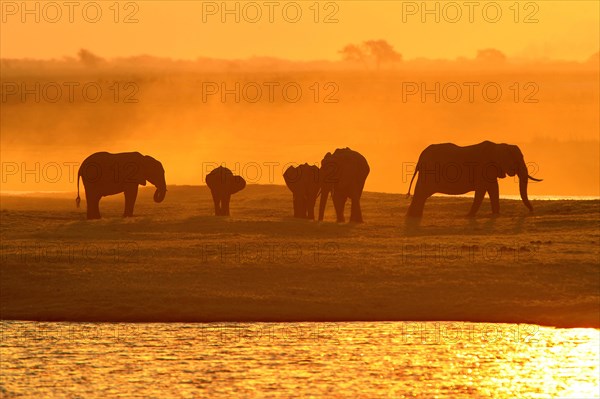 African Bush Elephants (Loxodonta africana) on the water edge at sunset