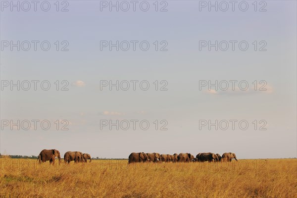 African Bush Elephants (Loxodonta africana)