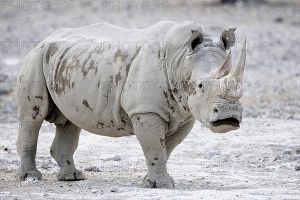White Rhinoceros (Ceratotherium simum)