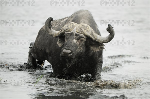 African Buffalo (Syncerus caffer)