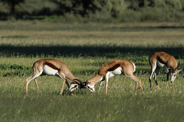 Springboks (Antidorcas marsupialis)