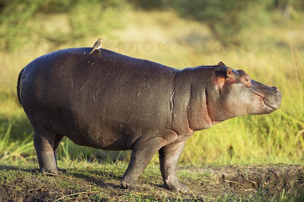 Hippopotamus (Hippopotamus amphibius)