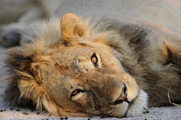 Lion (Panthera leo)