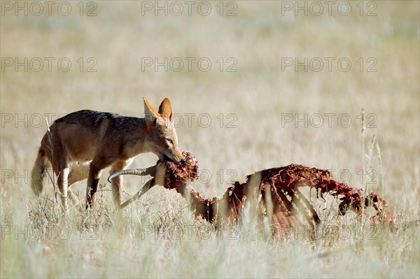 Black-backed Jackal (Canis mesomelas) feeding on prey