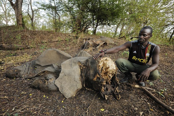 Remains of a young elephant which has fallen victim to poachers