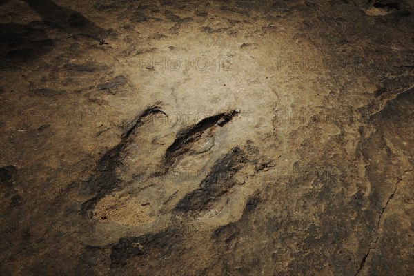 Several million years ago dinosaurs left their now fossilized footprints in the mud of a river bed