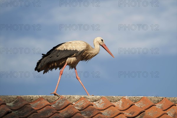 White Stork (Ciconia ciconia) walking on a roof