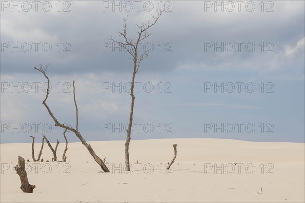 Shifting sand dunes slowly but inexorably swallowing up adjacent trees