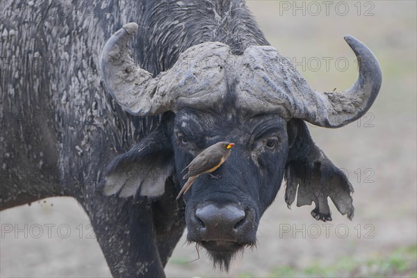 African Buffalo or Cape Buffalo (Syncerus caffer) with a Red-billed Oxpecker (Buphagus erythrorhynchus)