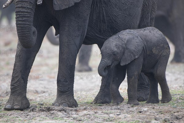 African Elephant (Loxodonta africana)