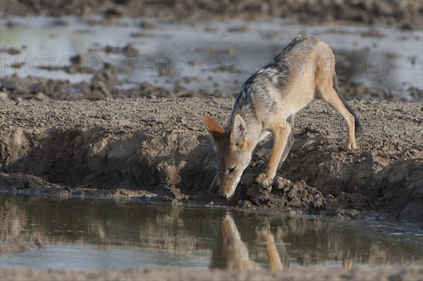 Black-backed Jackal (Canis mesomelas)