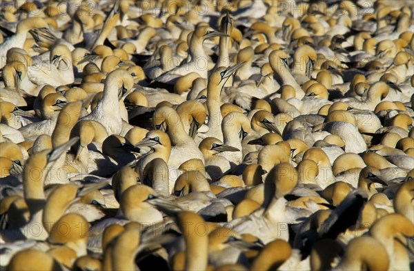 Cape Gannets (Morus capensis)