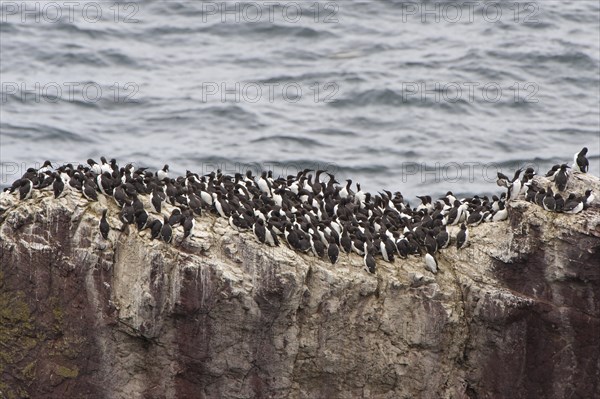 Colony of Common Murres or Common Guillemots (Uria aalge) nesting on a cliff