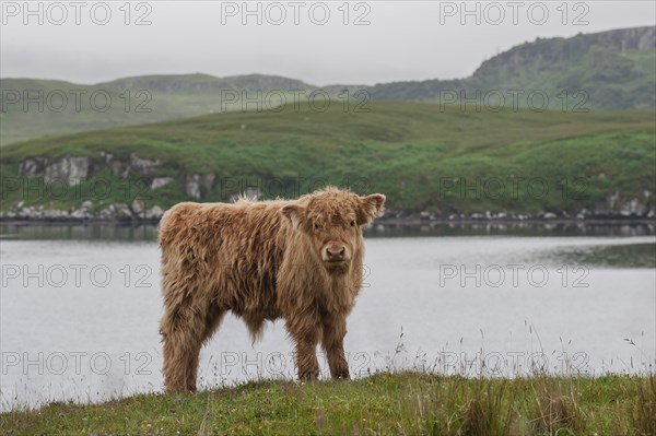 Scottish Highland Cattle