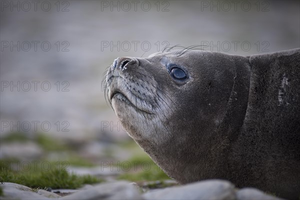 Southern Elephant Seal (Mirounga leonina)