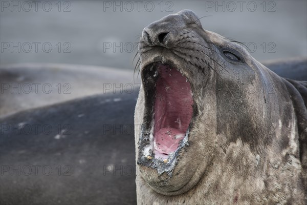 Southern Elephant Seal (Mirounga leonina)