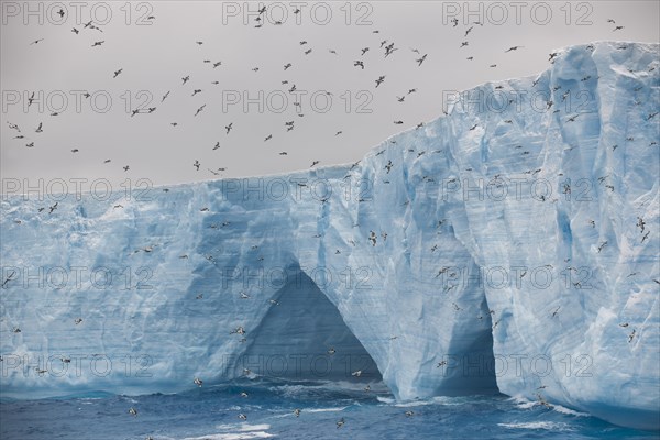 Cape Petrels