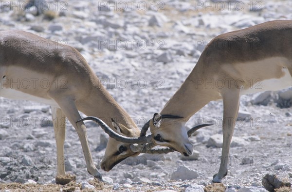 Blacked-faced Impalas or Black-faced Impalas (Aepyceros melampus petersi)