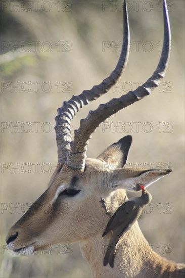 Blacked-faced Impala or Black-faced Impala (Aepyceros melampus petersi) with Red-billed Oxpecker (Buphagus erythrorhynchus)